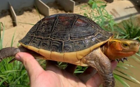 黄缘闭壳龟可以喂什么食物？