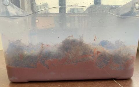 黄缘闭壳龟怎么冬眠合适？