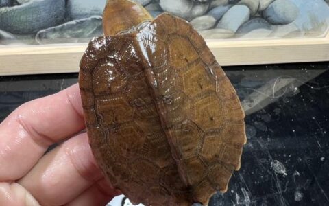 乌龟冬眠的时候，要不要多检查？