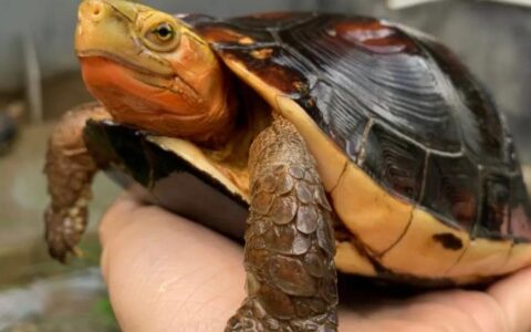 水越清养乌龟是不是越好？