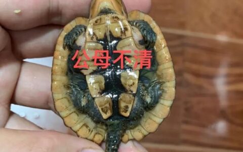 鹰嘴龟怎么分辨公母？