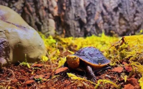 乌龟从冬眠中苏醒后要不要立马喂食？