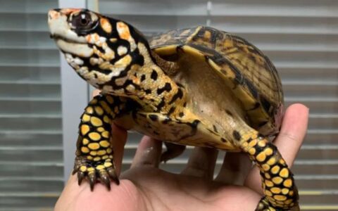 刚买的小乌龟回家胆小的要怎么办才好？