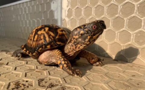 哪些乌龟最懒，哪些乌龟最好动？