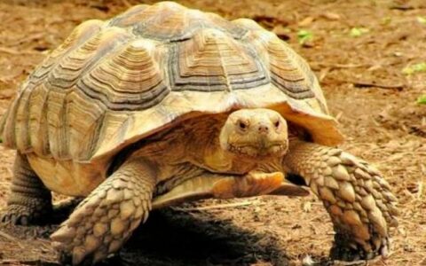 苏卡达陆龟怎么养？（苏卡达陆龟养殖攻略）