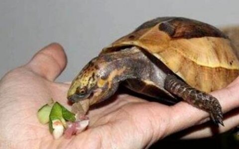 乌龟有时候为什么不吃东西？（乌龟挑食怎么办？）