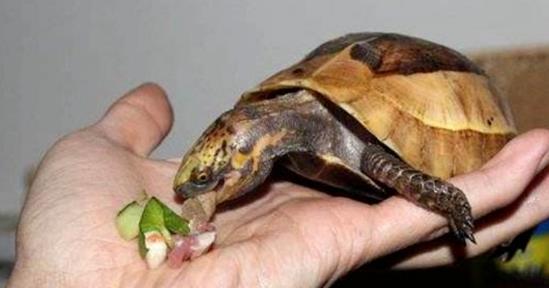 乌龟有时候为什么不吃东西？（乌龟挑食怎么办？）
