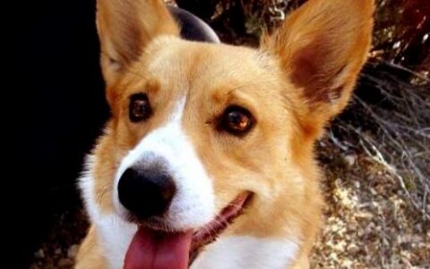 养狗首选柯基犬有什么好处？