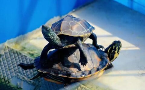 养乌龟注意事项：养乌龟的8大禁忌