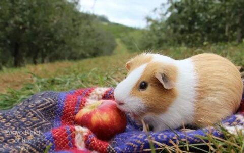 常见的天竺鼠品种有那么多，你喜欢哪种？