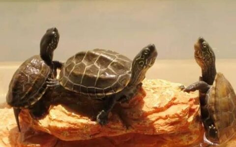 中华草龟的外形特征、生活习性、饲养环境以及如何繁殖