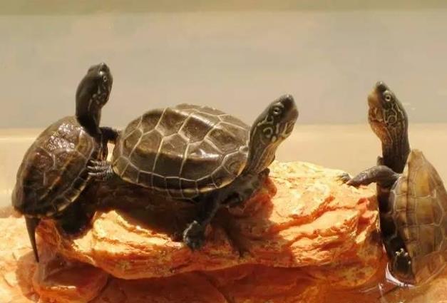 中华草龟的外形特征、生活习性、饲养环境以及如何繁殖
