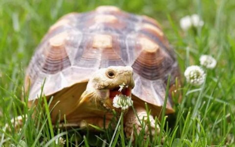 苏卡达陆龟饲养经验分享