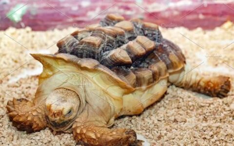 苏卡达陆龟，到底适不适合成为宠物？