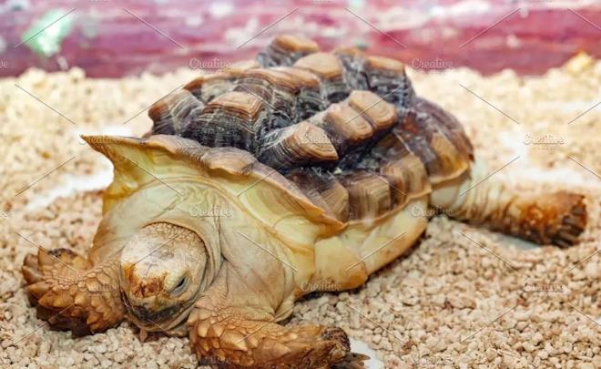 苏卡达陆龟，到底适不适合成为宠物？