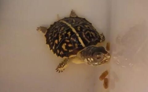 乌龟得了白眼病怎么办？（乌龟白眼病的处理方法）