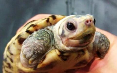 乌龟得了白眼病该怎么上药？