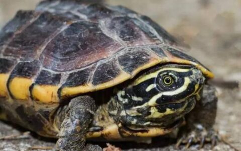 宠物乌龟中耳炎的病因、症状、治疗及预防