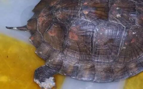 乌龟腐皮是怎么回事？