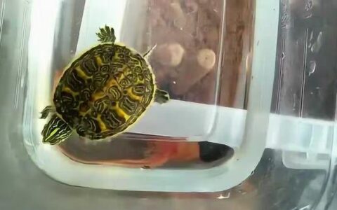 如何区分宠物乌龟的水霉、蜕皮、腐皮以及处理