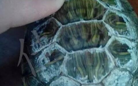 宠物乌龟真菌、水碱的区分与治疗