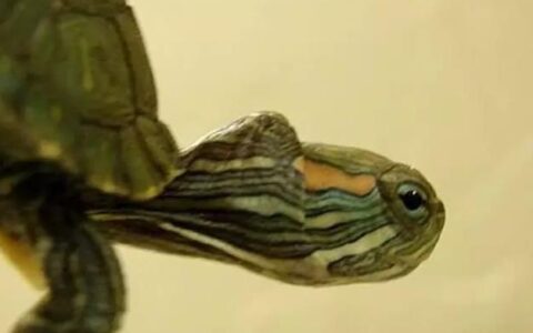 乌龟得了纤维瘤与疥疮病该怎么办？