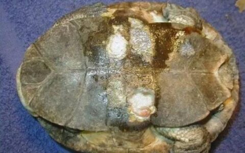 宠物乌龟腐甲治疗与病例分析