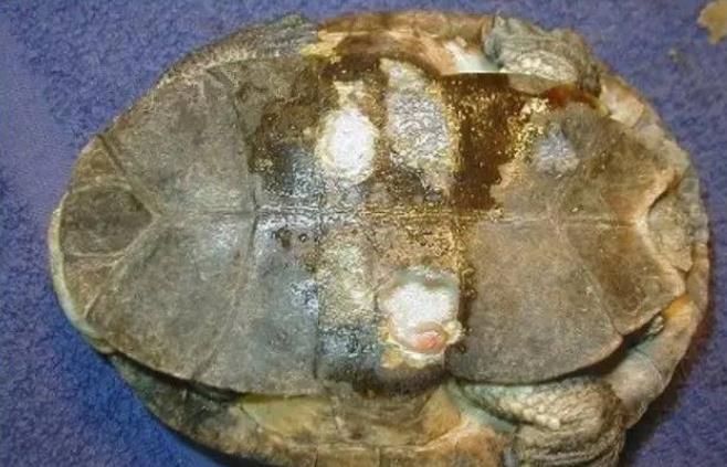 宠物乌龟腐甲治疗与病例分析