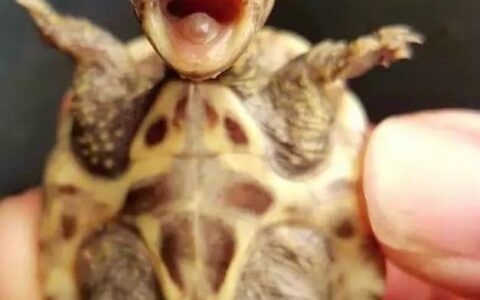 龟壳为什么会发软？（宠物乌龟的软甲病的防治）