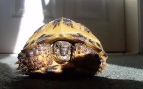 乌龟也会得痛风吗？（乌龟得了痛风怎么办？）