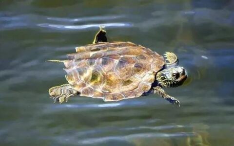 宠物乌龟的浮水病及肺炎的治疗