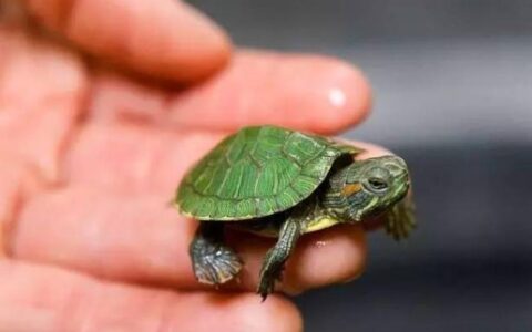 宠物乌龟肠胃炎的调整与治疗