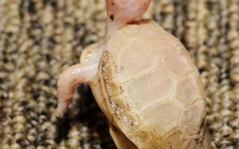 宠物乌龟呕吐该怎么办？