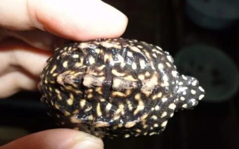 宠物乌龟营养不良有哪些症状（宠物乌龟营养不良怎么办？）