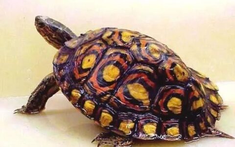 宠物乌龟水肿的治疗原则与方案