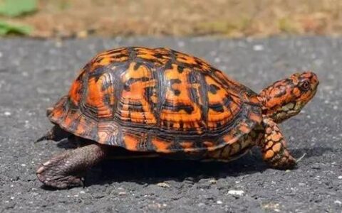 宠物乌龟的拒食怎么办？（宠物乌龟不吃龟粮怎么办）