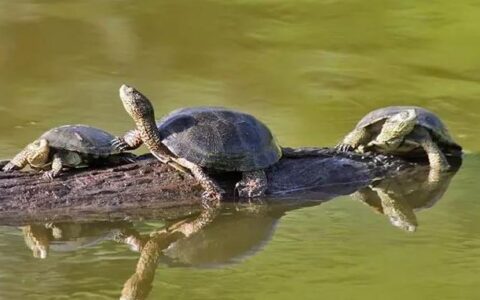 宠物乌龟感染疱疹病毒的症状与治疗