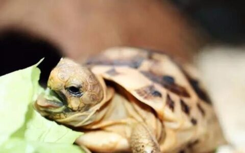 刚快递回来的乌龟，如何静养、消毒、能量补充？