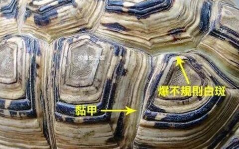 宠物乌龟粘甲了怎么办？（宠物乌龟为什么会粘甲）