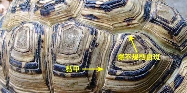 宠物乌龟粘甲了怎么办？（宠物乌龟为什么会粘甲）