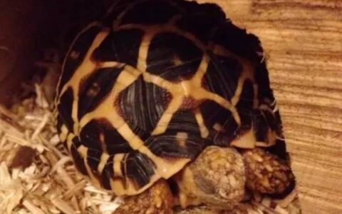 宠物乌龟结石该怎么办？（宠物乌龟结石的症状与治疗）