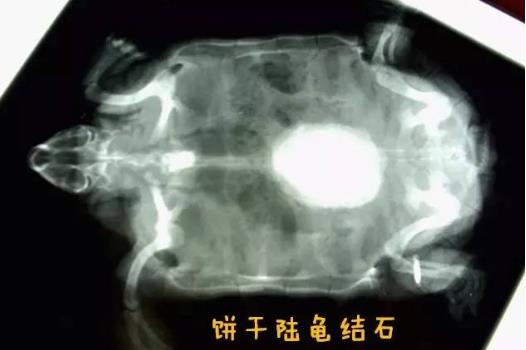 宠物乌龟结石该怎么办？（宠物乌龟结石的症状与治疗）