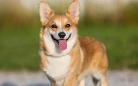 柯基犬的优点和缺点都有哪些？