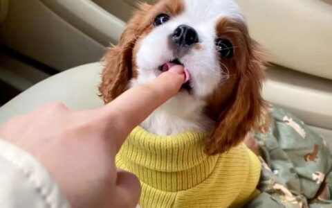 为什么中国很少人养查理王犬？