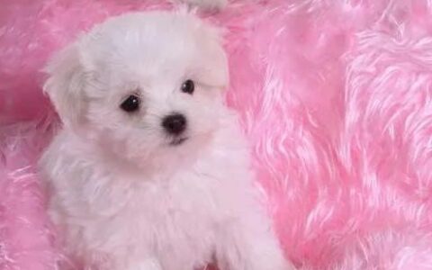 卷毛比雄犬聪明吗？家里养一只卷毛比雄犬是什么体验？