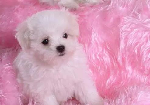 卷毛比雄犬聪明吗？家里养一只卷毛比雄犬是什么体验？