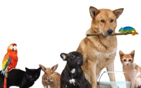 如何挑选宠物？各类宠物的优缺点分析