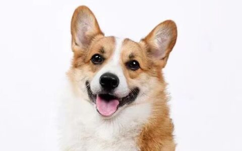 为什么柯基犬配什么狗都会生出短腿小狗狗？