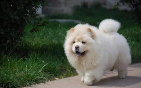 养狗为啥会越来越上瘾？（养狗上瘾吗？）