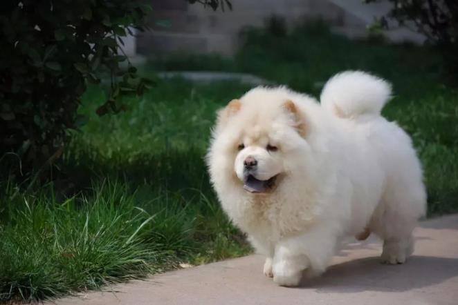 养狗为啥会越来越上瘾？（养狗上瘾吗？）